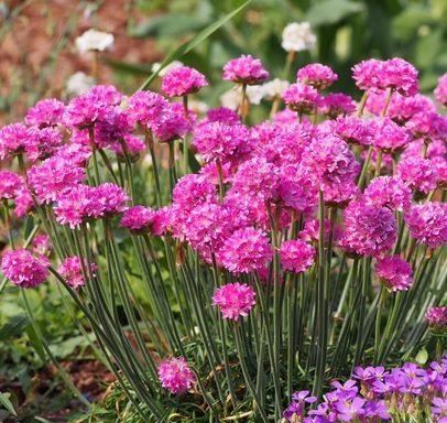  Armeria maritima Rosea- армерия , лъжичниче, морски карамфил  (1629)
